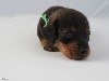 CHIOT MALE COLLIER VERT