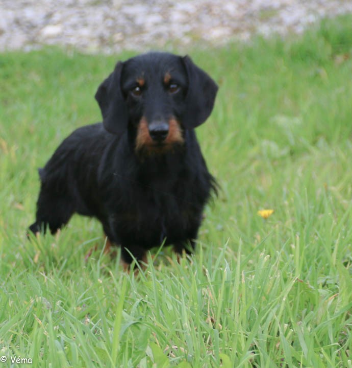 Mac de la Garenne en Hurepoix