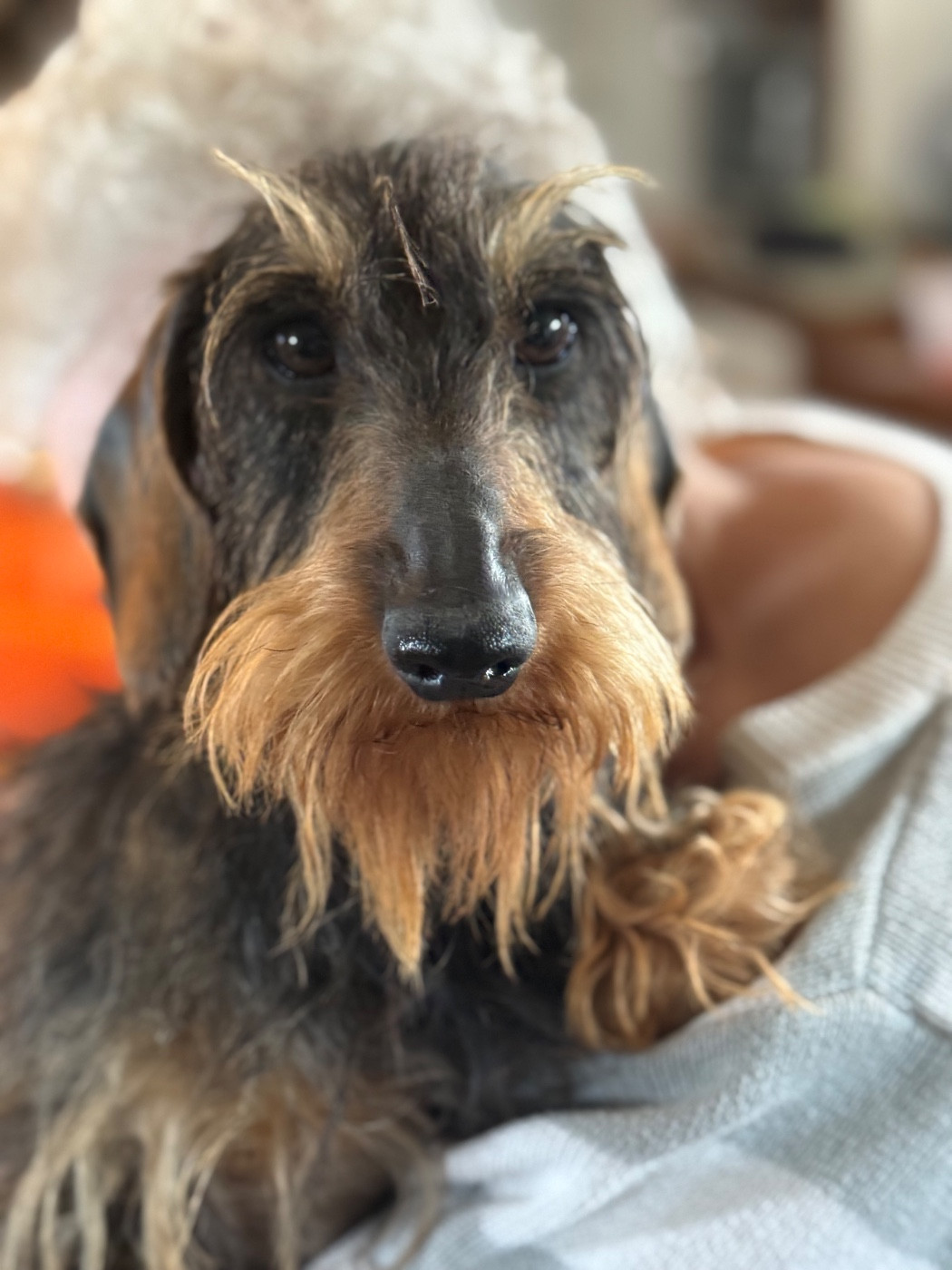 Raven de la légende d'andocles