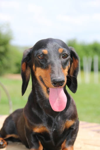 SMILEY de la Garenne en Hurepoix