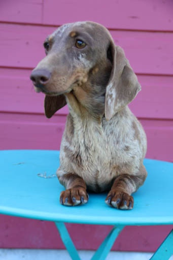 MAGICGOLDDOGS CITERA