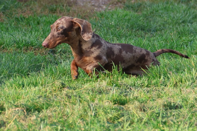 VEE de la Garenne en Hurepoix