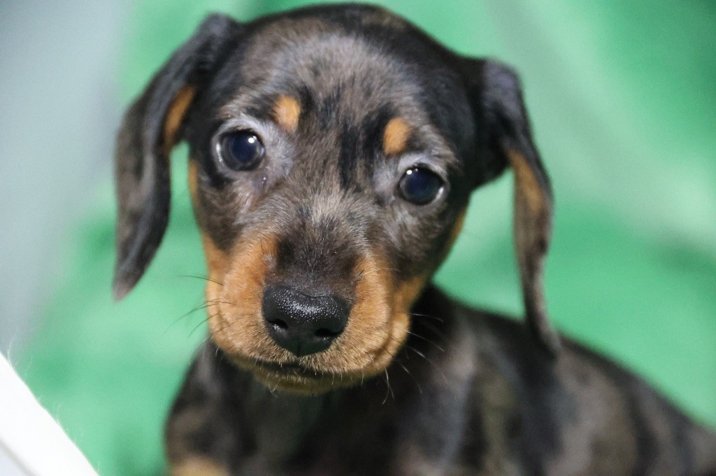 de la Garenne en Hurepoix - Chiots disponibles - Teckel poil ras