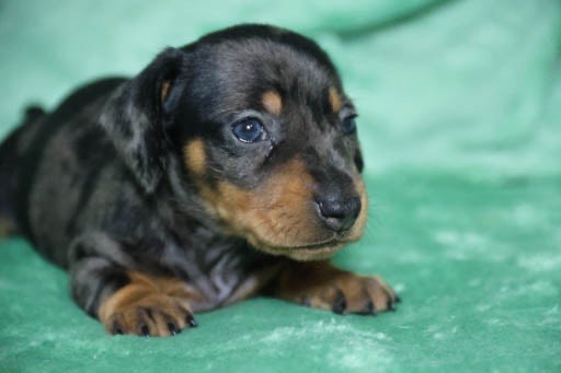 de la Garenne en Hurepoix - Chiots disponibles - Teckel poil ras