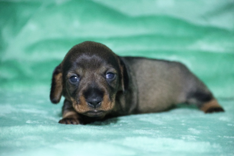 de la Garenne en Hurepoix - Chiots disponibles - Teckel poil dur