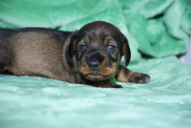 de la Garenne en Hurepoix - Chiots disponibles - Teckel poil dur