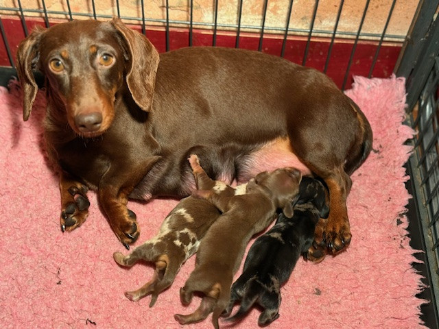 de la Garenne en Hurepoix - Teckel poil ras - Portée née le 25/02/2026