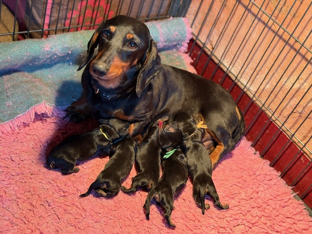 de la Garenne en Hurepoix - Teckel poil ras - Portée née le 06/03/2026