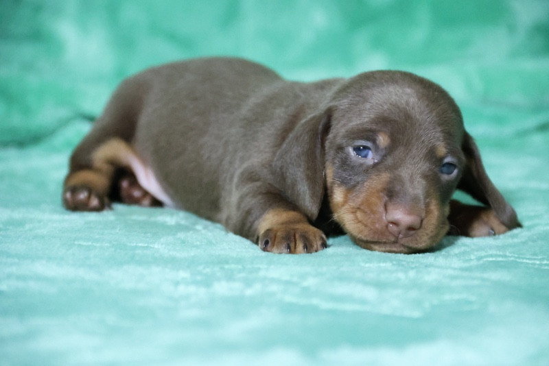 de la Garenne en Hurepoix - Chiots disponibles - Teckel poil ras