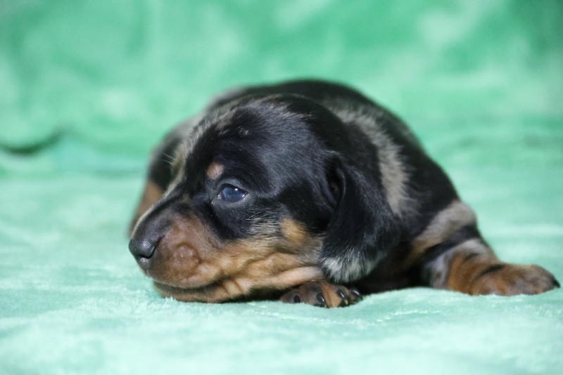 de la Garenne en Hurepoix - Chiots disponibles - Teckel poil ras