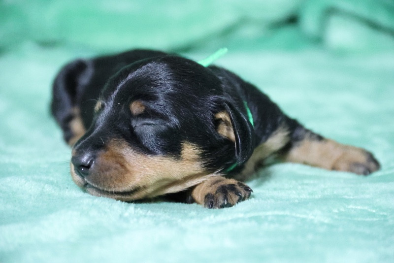 de la Garenne en Hurepoix - Chiots disponibles - Teckel poil ras