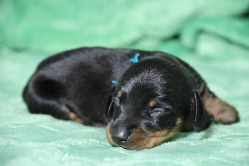 de la Garenne en Hurepoix - Chiots disponibles - Teckel poil ras