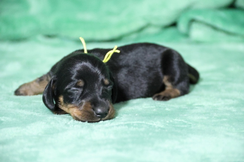 de la Garenne en Hurepoix - Chiots disponibles - Teckel poil ras