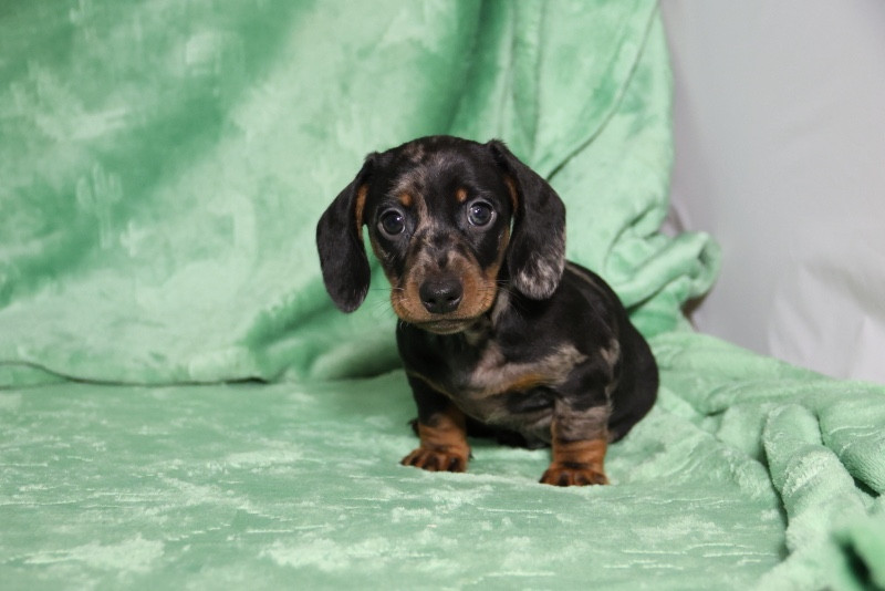 de la Garenne en Hurepoix - Chiots disponibles - Teckel poil ras