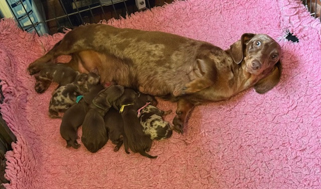 Chiot Teckel poil ras de la Garenne en Hurepoix