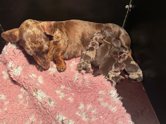 Chiot Teckel poil ras de la Garenne en Hurepoix