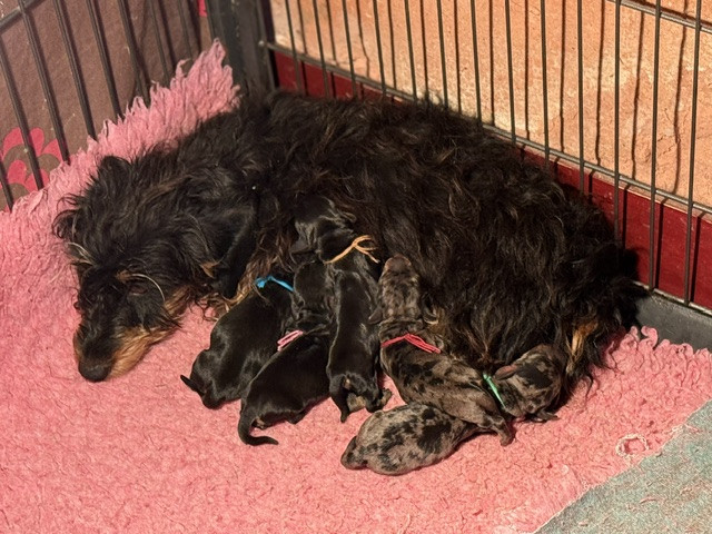 Chiot Teckel poil dur de la Garenne en Hurepoix