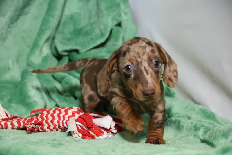 de la Garenne en Hurepoix - Chiots disponibles - Teckel poil ras