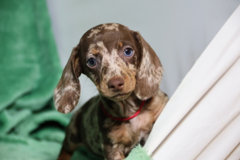 de la Garenne en Hurepoix - Chiots disponibles - Teckel poil ras