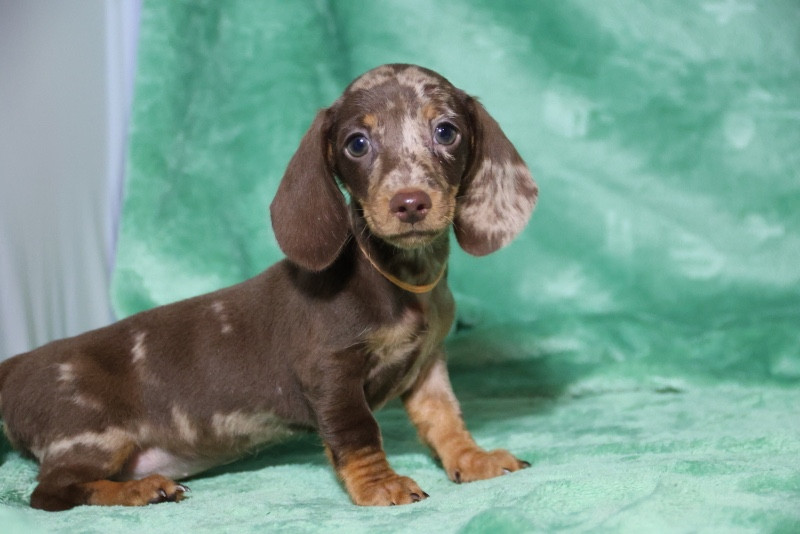 de la Garenne en Hurepoix - Chiots disponibles - Teckel poil ras