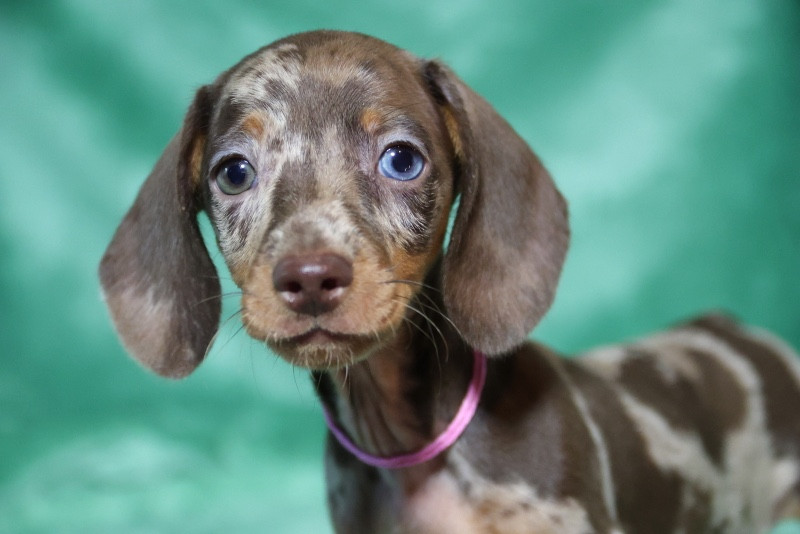 de la Garenne en Hurepoix - Chiots disponibles - Teckel poil ras