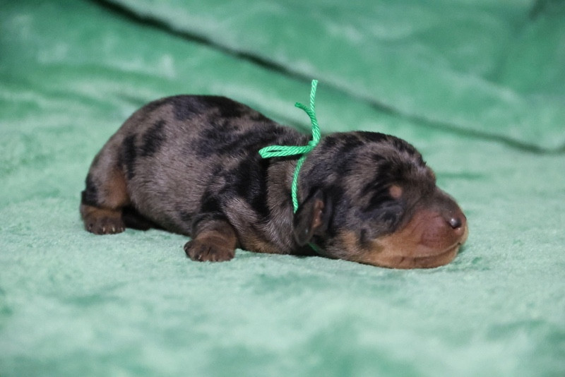 de la Garenne en Hurepoix - Chiots disponibles - Teckel poil dur