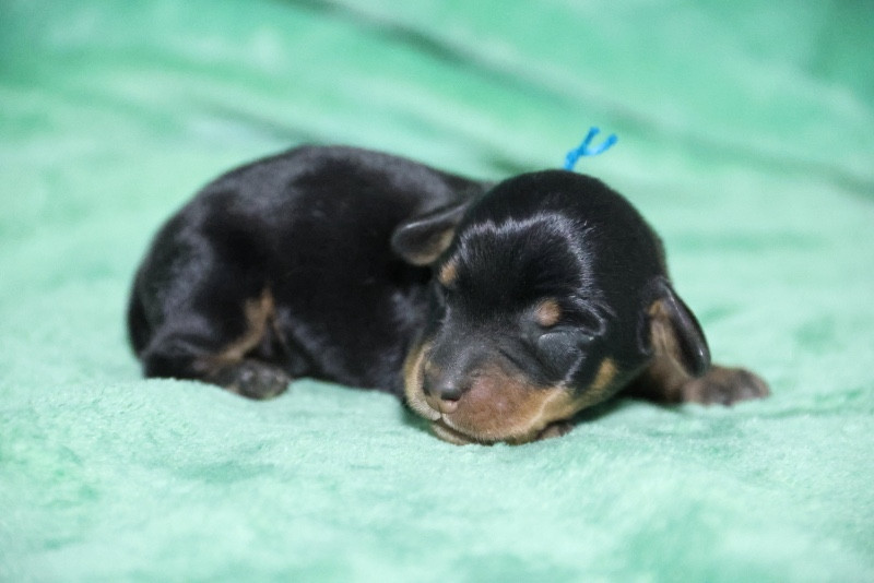 de la Garenne en Hurepoix - Chiots disponibles - Teckel poil dur
