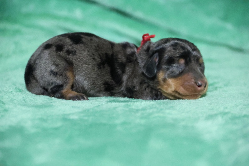de la Garenne en Hurepoix - Chiots disponibles - Teckel poil dur