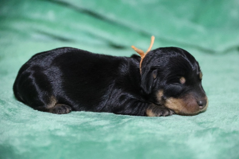 de la Garenne en Hurepoix - Chiots disponibles - Teckel poil dur