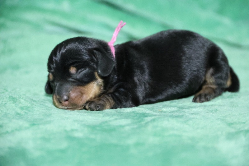 de la Garenne en Hurepoix - Chiots disponibles - Teckel poil dur