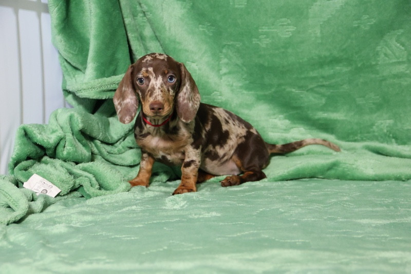 de la Garenne en Hurepoix - Chiots disponibles - Teckel poil ras