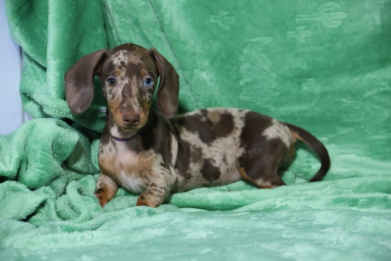 de la Garenne en Hurepoix - Chiots disponibles - Teckel poil ras
