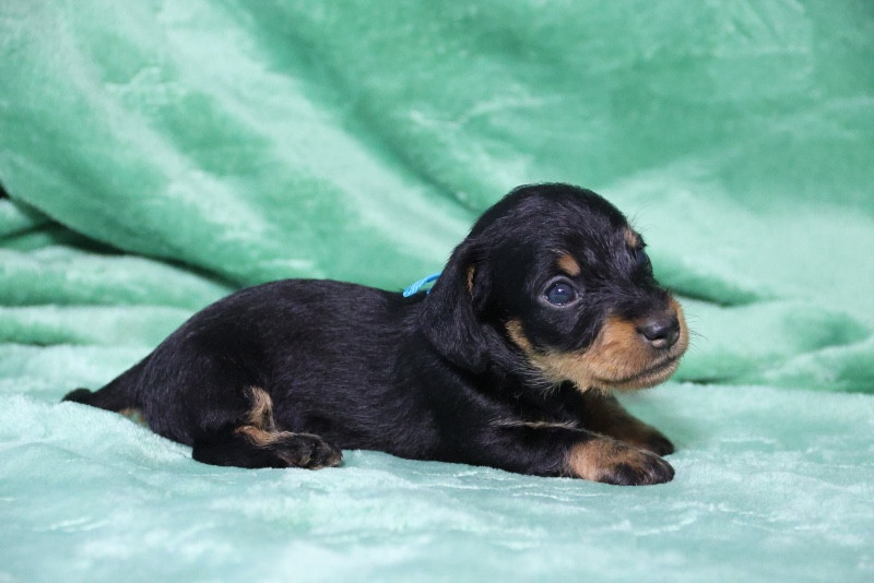 de la Garenne en Hurepoix - Chiots disponibles - Teckel poil dur