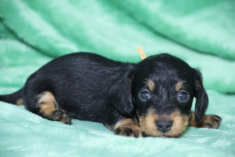 de la Garenne en Hurepoix - Chiots disponibles - Teckel poil dur