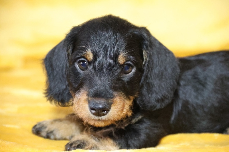 de la Garenne en Hurepoix - Chiots disponibles - Teckel poil dur