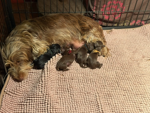 Chiot Teckel poil dur de la Garenne en Hurepoix