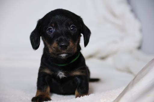 de la Garenne en Hurepoix - Chiots disponibles - Teckel poil dur
