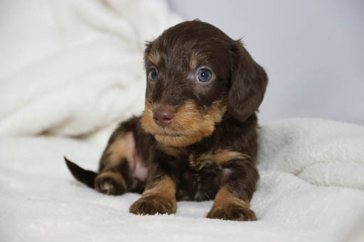 de la Garenne en Hurepoix - Chiots disponibles - Teckel poil dur