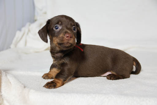 de la Garenne en Hurepoix - Chiots disponibles - Teckel poil dur