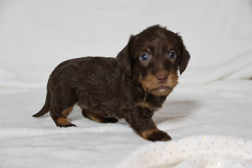 de la Garenne en Hurepoix - Chiots disponibles - Teckel poil dur