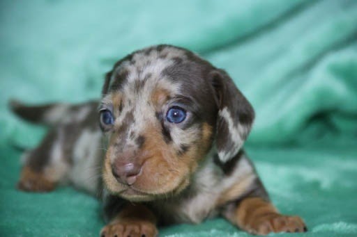 de la Garenne en Hurepoix - Chiots disponibles - Teckel poil ras