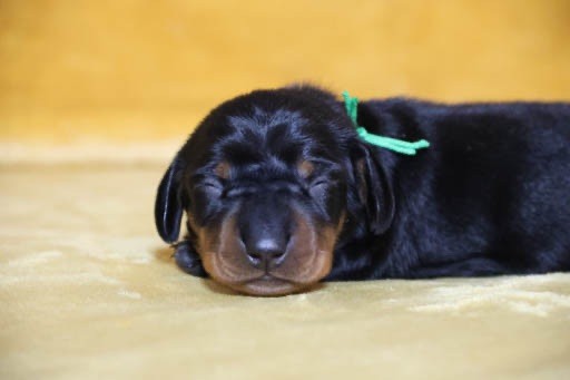 de la Garenne en Hurepoix - Chiots disponibles - Teckel poil ras