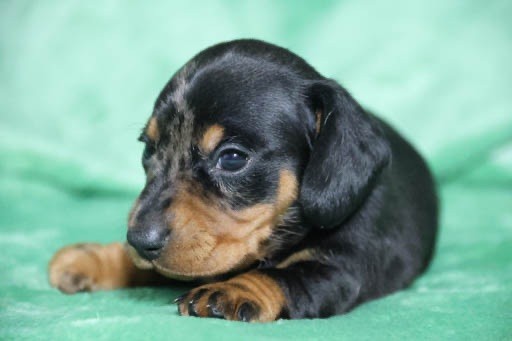 de la Garenne en Hurepoix - Chiots disponibles - Teckel poil ras