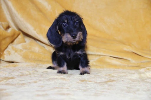 de la Garenne en Hurepoix - Chiots disponibles - Teckel poil dur