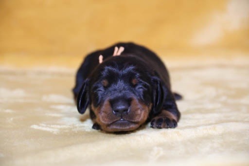 de la Garenne en Hurepoix - Chiots disponibles - Teckel poil ras