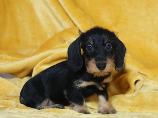 de la Garenne en Hurepoix - Chiots disponibles - Teckel poil dur